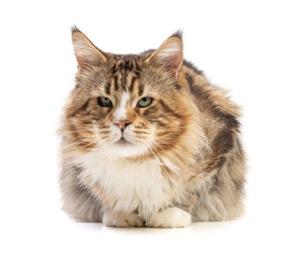 istock Cute male maine coon cat 1399451441