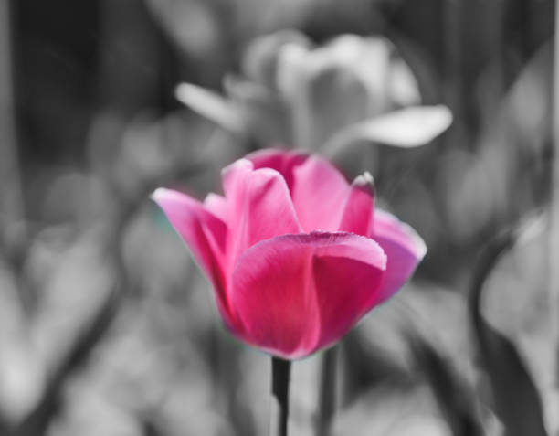istock Pink Tulip. Close up. Selective and soft focus. 1399452403