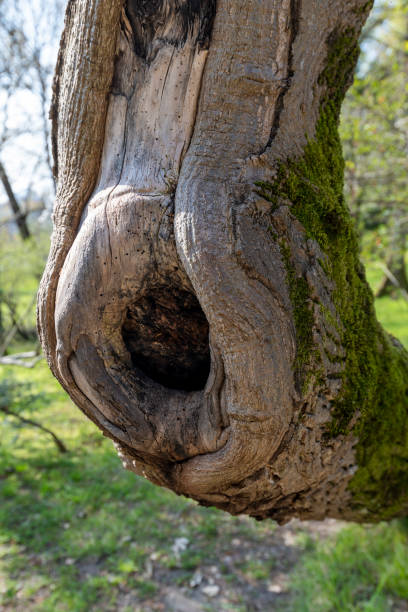 istock Hollow in the trunk of an old crooked tree 1399452493