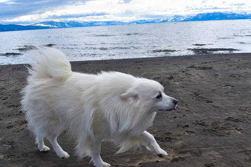 Sweet cute Samoyed American Eskimo dog walking at Lake Tahoe beach