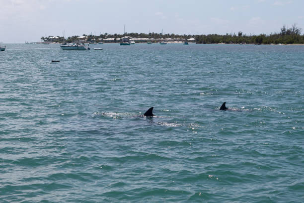 istock Dolphins and boats near the ocean shore 1399453224