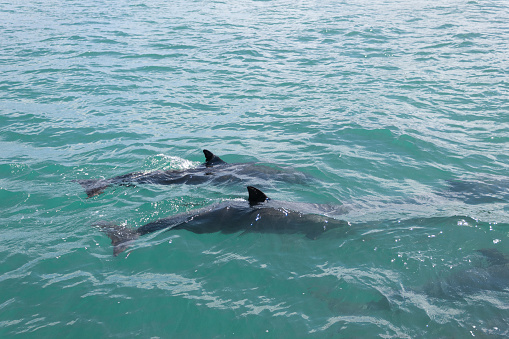 The dark fin of a bottlenose dolphin sticking out of the waters of Clearwater, Florida.