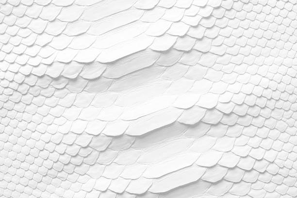 istock natural snake skin as a background. white snakeskin texture 1399453306