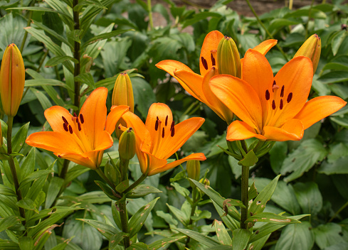 Tiger lily Lilium lancifolium, syn. L. tigrinum on a green blurred background on a sunny day. copy space.