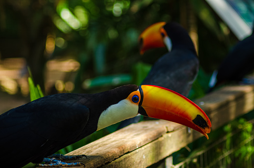 Popular name: Toco-toco, toucanuçu;

Scientific name: Ramphastos toco;

Species characteristics: The Toco Toucan belongs to the Ramphastidae family, has a length of up to 55 cm and can weigh up to 600 grams. These animals do not have sexual dimorphism, and their main distinguishing feature is the elongated orange beak, which can measure up to 20 cm;

Habitat and geographic distribution: These animals have a wide distribution in the Brazilian territory, found mainly in canopies of the Tropical Forest of South America of the Cerrado biome and the Atlantic Forest.

Feeding: These animals have a diet based on fruits, insects and arthropods, however they can feed on eggs from the chicks of other birds.

Reproduction: These animals reproduce in late spring. The nest is built high in tree trunks, hollow or in holes, or even in ravines or termite mounds. Females lay 4 to 6 eggs inside the nest which is incubated for 16 to 18 days. The couple takes turns to hatch the eggs, and the male undertakes to feed the female during this period.

Conservation status: Not threatened at the moment.