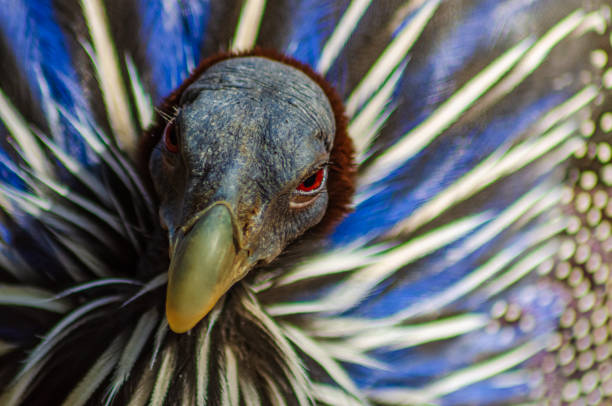 istock Vulturine guineafowl 1399456657
