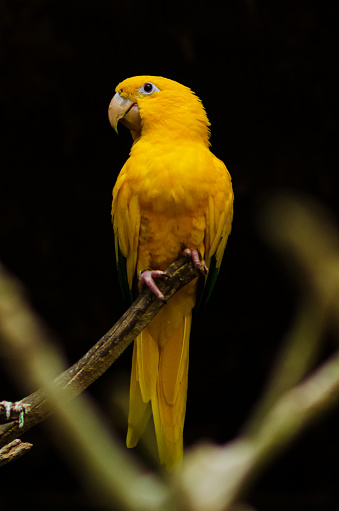 Threat of extinction\nThe macaw is a Psittaciforme of the Psittacidae family.\nAlso known as guaruba, guarajuba, tanajuba, aiurujuba, ajurujuba, marajuba, ajurujubacanga, guarujuba and imperial parrot. Guaruba and ararajuba derive from Tupi: guará = bird, yuba = yellow; or macaw = augmentative of ará (parrot)/large parrot, yuba = yellow; and also tupi ajuru = aiuru, parrot, yuba = yellow and canga = head. At the end of the 16th century it was mentioned by Fernão Cardin, in Bahia, as a very valuable bird commercially, equivalent to the price of two slaves.