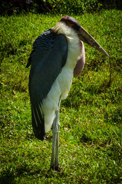 marabu - Leptoptilos crumenifer This huge, macabre-looking stork has a massive dagger-like bill and naked pink head and neck that appear severely sunburned. A white ruff and loose inflatable skin on the neck add to its odd appearance. It soars effortlessly at great heights searching for food; note its white belly in flight. Marabous are equally content in wetlands or in dry bush; they are most frequently encountered lurking near carrion, as they attend kills of major predators and will opportunistically snatch scraps. They also readily scavenge around humans and waste dumps. marabu stork stock pictures, royalty-free photos & images