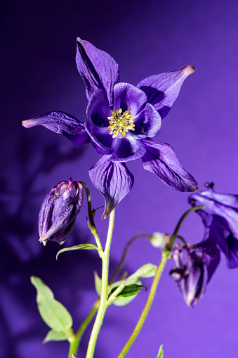 Purple Columbine flowers against purple background with strong shadows