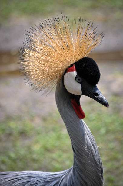 istock Shot of Golden Crowned Crane 1399456829