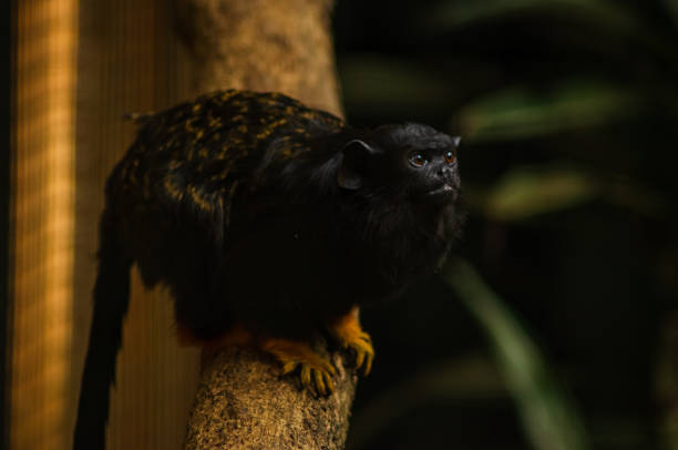 istock Golden-handed Tamarin 1399456869