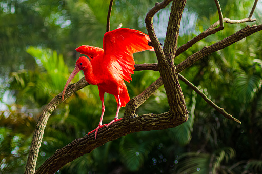 The guará is a pelecaniform bird in the Threskiornithidae family.\n\nAlso known as scarlet ibis, red maned, red maned, piranga and red heron. It is considered by many to be one of the most beautiful Brazilian birds, because of the color of its plumage.\n\nSeveral localities on the Brazilian coast have names of indigenous origin associated with the presence of the guará in the past, such as Guaratuba (Paraná), Guaraqueçaba (Paraná), Guaratiba (Rio de Janeiro) and Guarapari (Espírito Santo). Probably also some others a little further away, where the species occurred occasionally, following the course of the rivers that flow into the Atlantic, such as Guaramirim (Santa Catarina) and Guarapiranga (São Paulo). He is currently recovering in several of these locations.