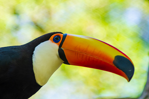 Popular name: Toco-toco, toucanuçu;

Scientific name: Ramphastos toco;

Species characteristics: The Toco Toucan belongs to the Ramphastidae family, has a length of up to 55 cm and can weigh up to 600 grams. These animals do not have sexual dimorphism, and their main distinguishing feature is the elongated orange beak, which can measure up to 20 cm;

Habitat and geographic distribution: These animals have a wide distribution in the Brazilian territory, found mainly in canopies of the Tropical Forest of South America of the Cerrado biome and the Atlantic Forest.

Feeding: These animals have a diet based on fruits, insects and arthropods, however they can feed on eggs from the chicks of other birds.

Reproduction: These animals reproduce in late spring. The nest is built high in tree trunks, hollow or in holes, or even in ravines or termite mounds. Females lay 4 to 6 eggs inside the nest which is incubated for 16 to 18 days. The couple takes turns to hatch the eggs, and the male undertakes to feed the female during this period.

Conservation status: Not threatened at the moment.