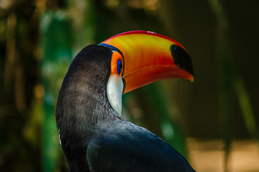 Popular name: Toco-toco, toucanuçu;\n\nScientific name: Ramphastos toco;\n\nSpecies characteristics: The Toco Toucan belongs to the Ramphastidae family, has a length of up to 55 cm and can weigh up to 600 grams. These animals do not have sexual dimorphism, and their main distinguishing feature is the elongated orange beak, which can measure up to 20 cm;\n\nHabitat and geographic distribution: These animals have a wide distribution in the Brazilian territory, found mainly in canopies of the Tropical Forest of South America of the Cerrado biome and the Atlantic Forest.\n\nFeeding: These animals have a diet based on fruits, insects and arthropods, however they can feed on eggs from the chicks of other birds.\n\nReproduction: These animals reproduce in late spring. The nest is built high in tree trunks, hollow or in holes, or even in ravines or termite mounds. Females lay 4 to 6 eggs inside the nest which is incubated for 16 to 18 days. The couple takes turns to hatch the eggs, and the male undertakes to feed the female during this period.\n\nConservation status: Not threatened at the moment.