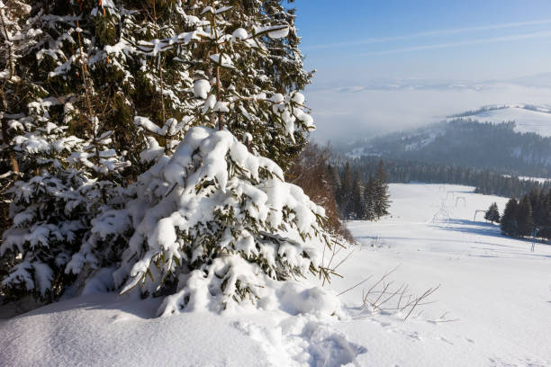 istock Snowy pine branches in winter forest, closeup. 1399460618