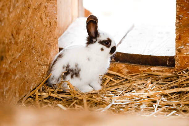 coelho branco olhando para fora de uma loja de coelhos. coelhinho de estimação fica no feno. coelho hutch no pátio do fazendeiro. - rabbit ear antenna - fotografias e filmes do acervo