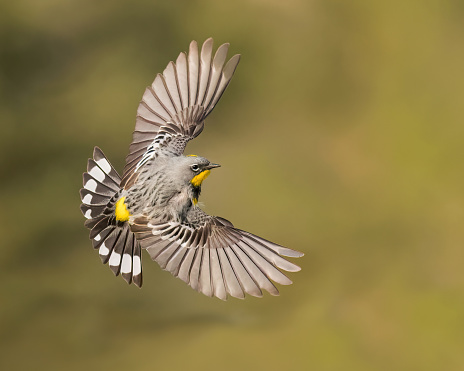 A Yellow-rumped Warbler in flight