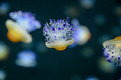 istock Fried egg jellyfish also known as egg-yolk jellyfish, Phacellophora camtschatica swimming in Aquarium Jelly fish tank 1399465784