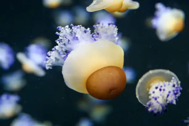 Phacellophora camtschatica, commonly known as the fried egg jellyfish or egg-yolk jellyfish, is a very large jellyfish in the family Phacellophoridae. This species can be easily identified by the yellow coloration in the center of its body which closely resembles an egg yolk, hence how it got its common name.