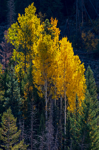 Orange and yellow aspen leaves color the high altitude landscape of the Rocky Mountains in Summit County, Colorado