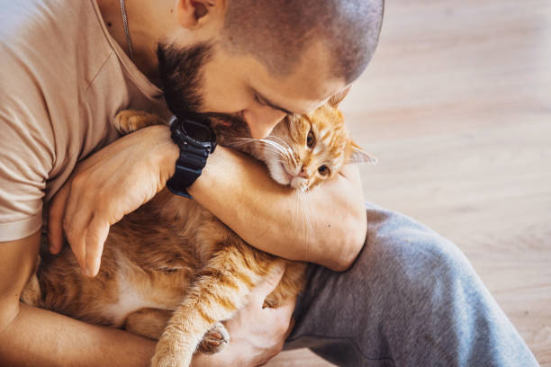 Man cuddling his cute ginger cat, pet looking pleased and sleepy. Adorable pet. Holding hands. stock photo