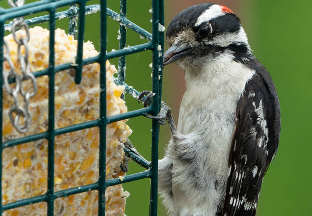 woodpeckeron the suet feeder - bird chickadee animal fence imagens e fotografias de stock