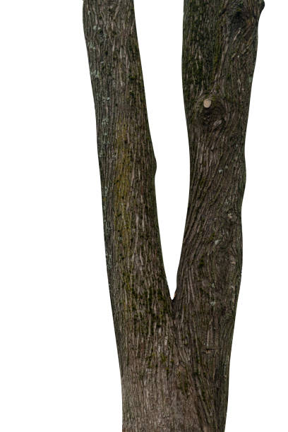istock natural tree trunk isolated on white background 1399473212