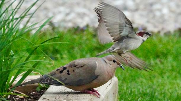 istock Sparrow dives over mourning dove 1399474004