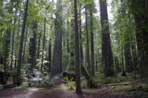 istock Redwood National Park, California 1399476013
