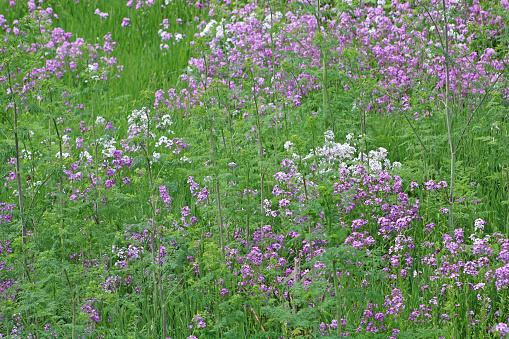 Wild Purple Phlox in a field on the side of the road with tall grasses - Lancaster, Ohio USA