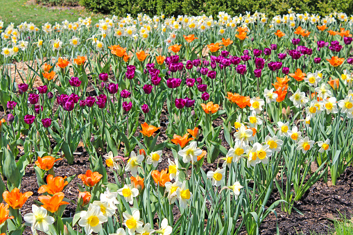 Tulips, lilies and daffodils  in Springtime at Inniswood Public Gardens in Ohio, USA