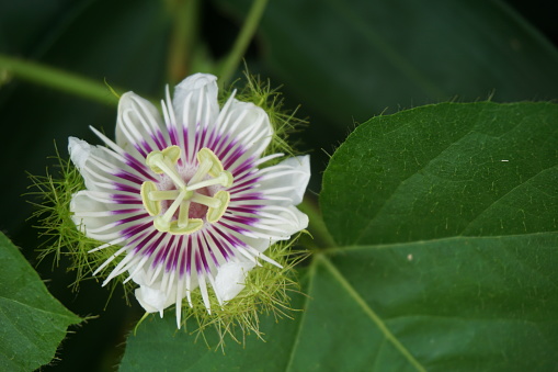 Passiflora foetida (Also called Passiflora foetida, stinking passionflower, wild maracuja, bush passion fruit) with a natural background. It used to treatment for itching and coughs