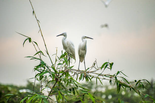 the white storks are standing in the nest