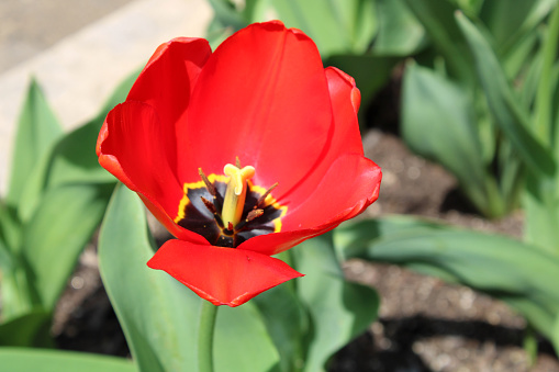 Red lone Tulip in Springtime at Inniswood Public Gardens in Ohio, USA