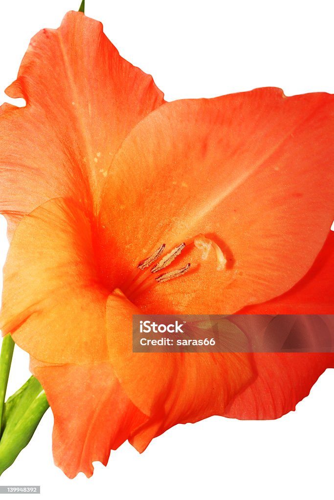 gladiolus Red gladiolus isolated on white Beauty In Nature Stock Photo