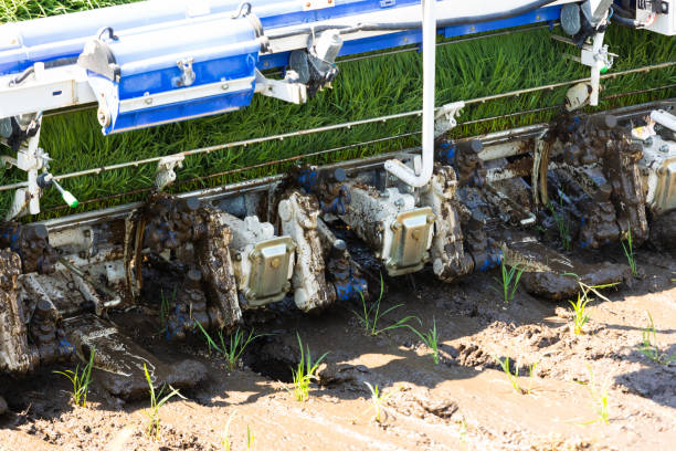 Close up of a rice transplanter tractor planting rice into farm field A close up of the rear end of a rice transplanter tractor placing rice plant seedlings into a farm field. paddy transplanter stock pictures, royalty-free photos & images