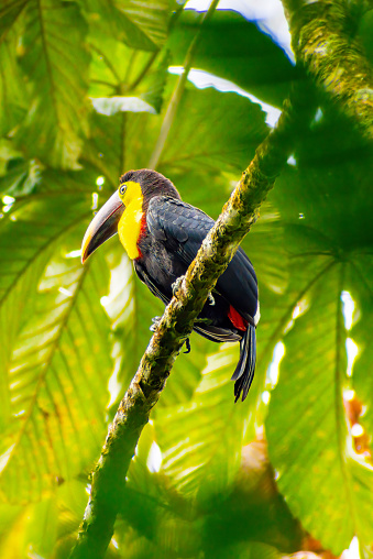 Fortuna, Costa Rica - May 25, 2022:  The chestnut-mandibled toucan  (Ramphastos ambiguus swainsonii or yellow fronted toucan) is a subspecies of the yellow-throated toucan which breeds from eastern Honduras to northern Colombia to western Ecuador.\n\nLike other toucans, the chestnut-mandibled is brightly marked and has a large bill. The male is 56 cm long, while the smaller female is typically 52 cm long. Weight ranges from 599 to 746 grams (1.3–1.6 lbs).\n\nThe sexes are alike in appearance, mainly black with maroon hints to the head, upper back and lower breast. The face and upper breast are bright yellow, with narrow white and broader red lines forming a lower border. The upper tail is white and the lower abdomen is red. The legs are blue.