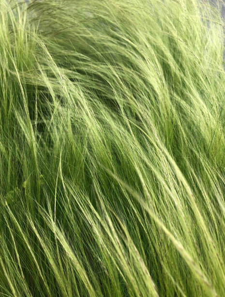 istock 