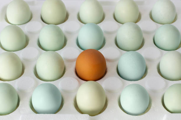 the natural and fresh blue eggs, not painted.
