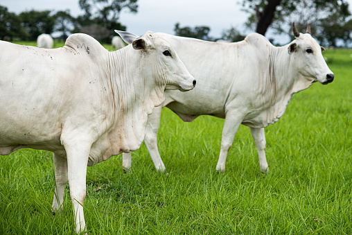 Black angus cows in the countryside. Cattles in a pasture, looking at the camera, green field, clear blue sky in a sunny spring day, Texas, USA.