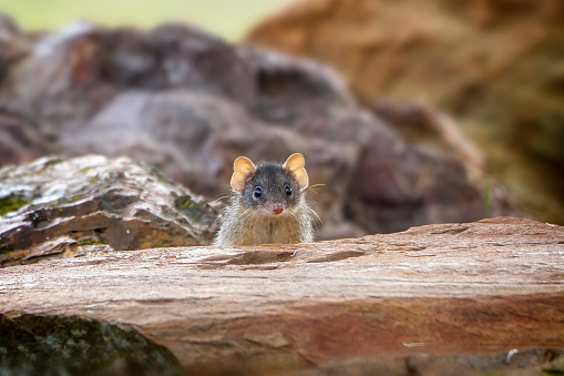 Yellow-footed antechinus (Antechinus flavipes) up a tree