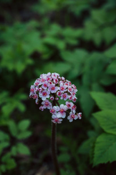 Blooming pink Darmera Peltata (Indian Rhubarb, Peltiphyllum peltatum) in the garden Blooming pink Darmera Peltata (Indian Rhubarb, Peltiphyllum peltatum) in the garden. Selective focus. Shallow depth of field. peltata stock pictures, royalty-free photos & images