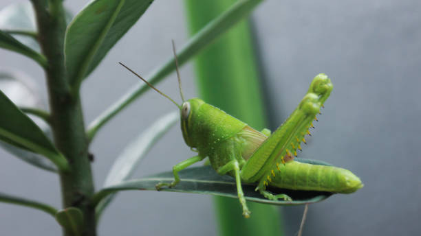 istock Close up of a green grasshopper on a leaf 1399490501