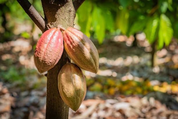istock Cacao tree with cacao pods in a organic farm. 1399491321