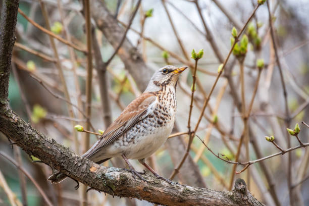 istock Fieldbird sits on a branch in spring with a blurred background. 1399492287