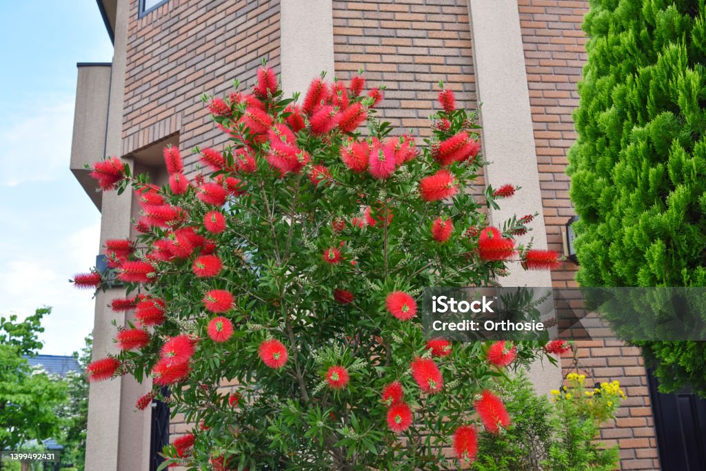 Red flower. Bottlebrush Gardening with red flowers. Bottlebrush, Callistemon Citrinus Bottlebrush - Plant Stock Photo