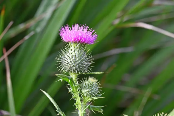Scotch thistle also know as cotton thistle or heraldic thistle.