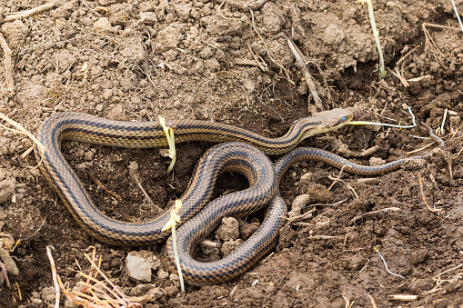 A wild Shima Hebi snake curled up on the dirt on a farm field.