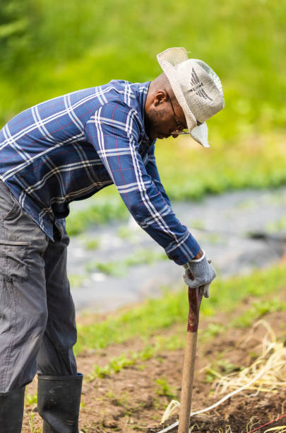 istock An African American male working at farm digging 1399500065