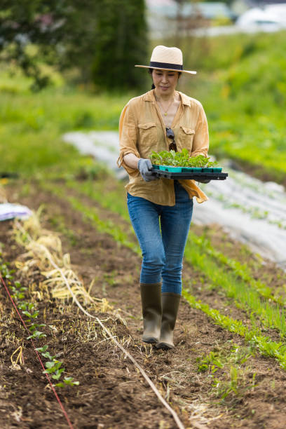 istock Female Japanese farm worker in a farm field. 1399500086